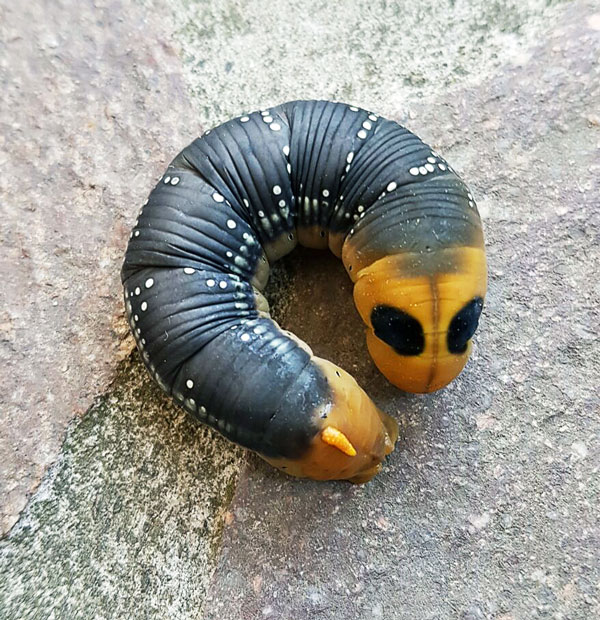 Bruco da identificare - Daphnis nerii, Sphingidae